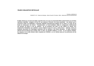 tejido conjuntivo reticular