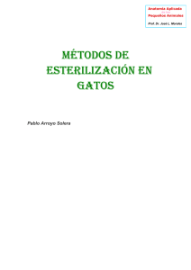 MÉTODOS DE ESTERILIzACIÓN EN GATOS