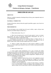 DISECCIÓN DE UN OJO - Maristas Compostela