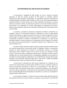 electroforesis del adn en geles de agarosa