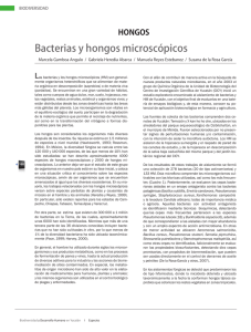 Bacterias y hongos microscópicos