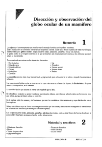 Disección y observación: del globo ocular de un