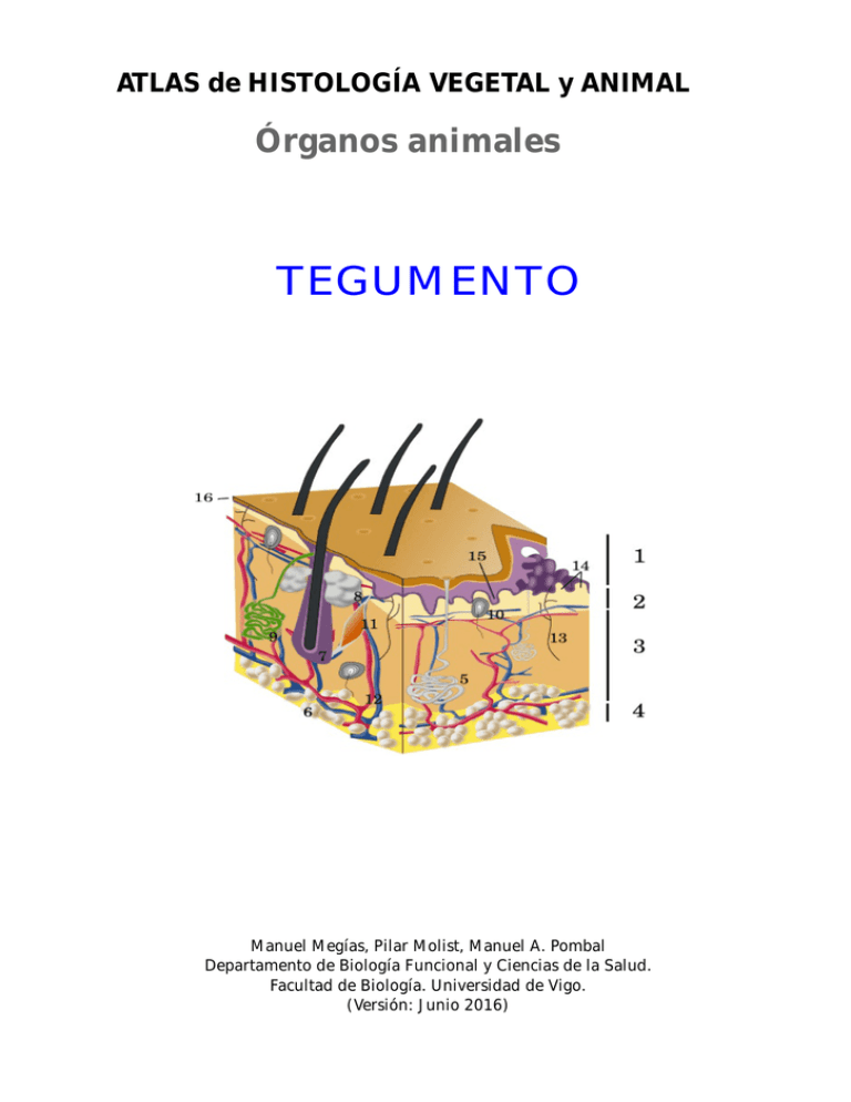 Tegumento - Atlas De Histología Vegetal Y Animal