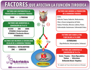 Factores de la Función Tiroidea: Conversión T4, T3 y Más