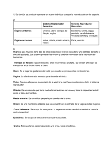1) Su función es producir o generar un nuevo individuo y seguir la