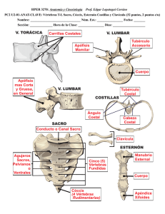 Tubérculo Accesorio Apófisis Mamilar Carrillas Costales Cuerpo