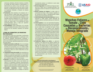 Broch. Manchas Foliares de Tomate y chile Causadas por Bacterias