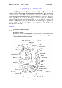 UROCORDADOS (= TUNICADOS)