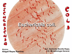 Escherichia coli.