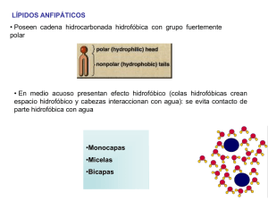 Glicoglicerolípidos