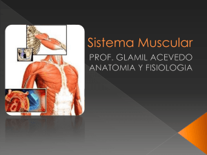 Sistema Muscular