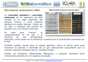 Marcadores moleculares (MM)