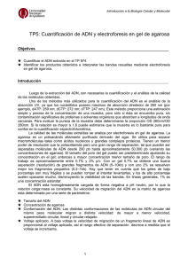 TP5: Cuantificación de ADN y electroforesis en gel de agarosa