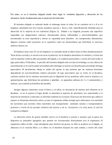 Por tanto, es en el intestino delgado donde tiene lugar la verdadera
