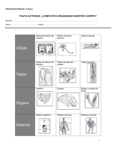 Organización del Cuerpo Humano: Hoja de Trabajo 5to Básico