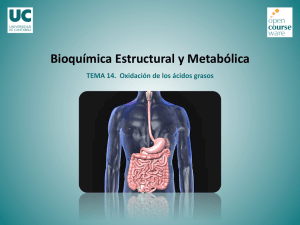 TEMA 14. Oxidación de los ácidos grasos