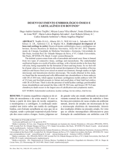DESENVOLVIMENTO EMBRIOLÓGICO ÓSSEO E CARTILAGÍNEO