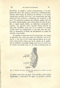 clorofílico va ligado a varias circunstancias: a la pre sencia del calor
