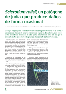 Sclerotium rolfsii, un patógeno de judía que produce daños de
