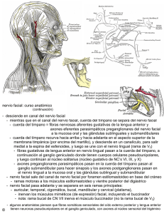 desciende en canal del nervio facial