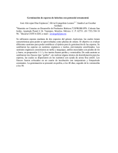 Germinación de esporas de helechos con potencial ornamental