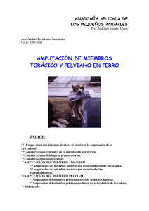 AMPUTACIÓN DE MIEMBROS TORÁCICO Y PELVIANO EN PERRO