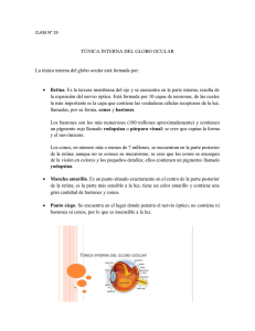 TÚNICA INTERNA DEL GLOBO OCULAR La túnica interna del
