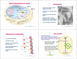 Transcripción Y Procesamiento