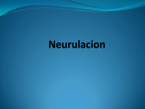 diferenciacion del tubo neural