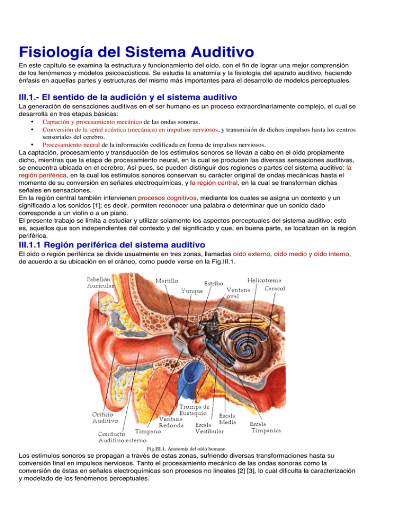 Fisiología Del Sistema Auditivo