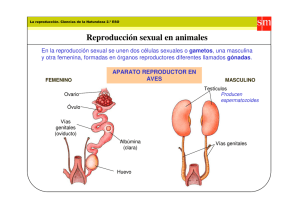 Reproducción sexual en animales
