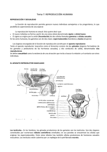 Tema 7: REPRODUCCIÓN HUMANA