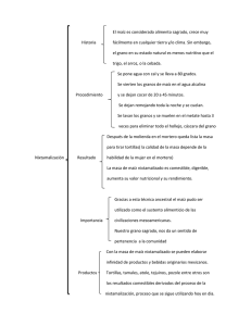 El maíz es considerado alimento sagrado, crece muy Historia