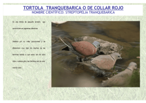 tortola tranquebarica