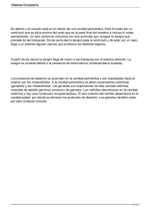 Sistema Circulatorio