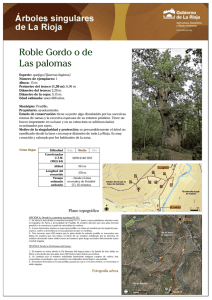 Roble Gordo o de Las palomas