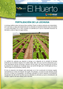 Boletín nº 90. Fertilización de la lechuga