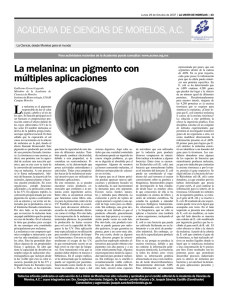 La melanina - Academia de Ciencias de Morelos