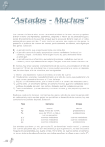 Astados - Mochos