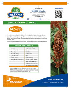 Ficha Sorgo NUS-510 Milennia