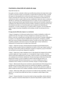 Crecimiento y desarrollo de la planta de sorgo