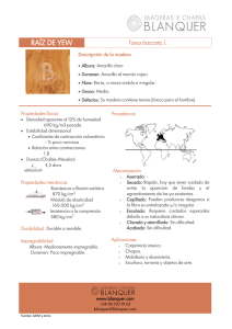 RAÍZ DE YEW - Maderas y Chapas Blanquer