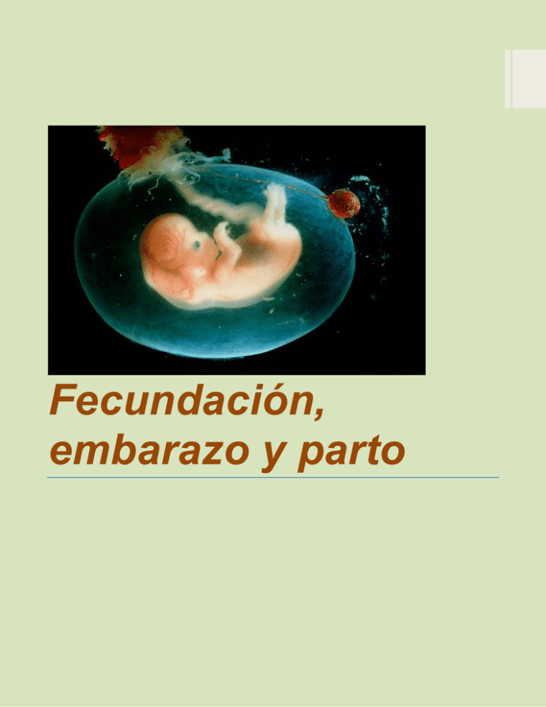 Fecundación Embarazo Y Parto