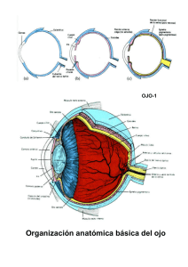 Organización anatómica básica del ojo