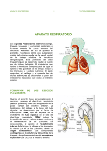 Desarrollo del Aparato Respiratorio: Embriología Pulmonar