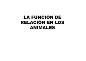 Función de Relación en Animales: Sistema Nervioso y Neurotransmisión