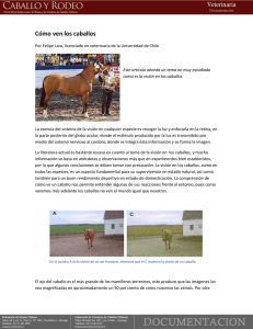 Cómo ven los caballos