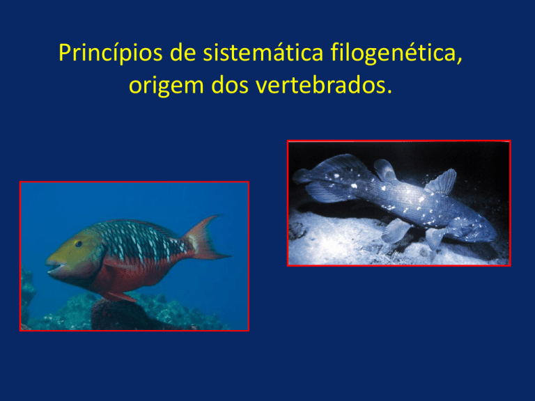 Princípios De Sistemática E Filogenética Dos Cordados