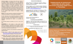 Establecimiento de plantaciones comerciales de cedro rosado en