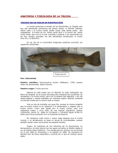 Anatomía y Fisiología de la Trucha: Especies de Ríos Españoles